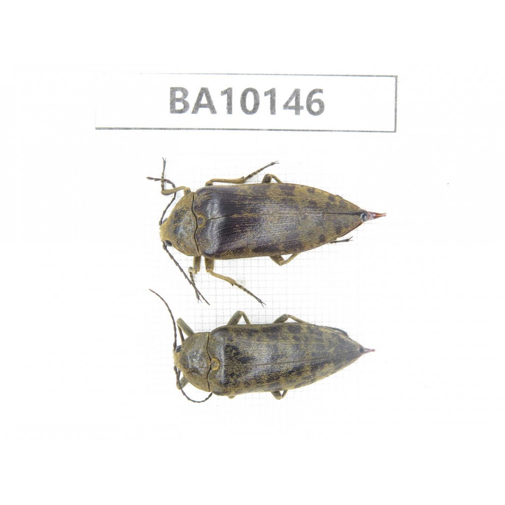 Elateridae sp. China, Guizhou, Tongren, Mt.Fanjingshan. 2Pcs. BA10146.
