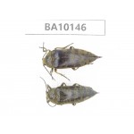 Elateridae sp. China, Guizhou, Tongren, Mt.Fanjingshan. 2Pcs. BA10146.