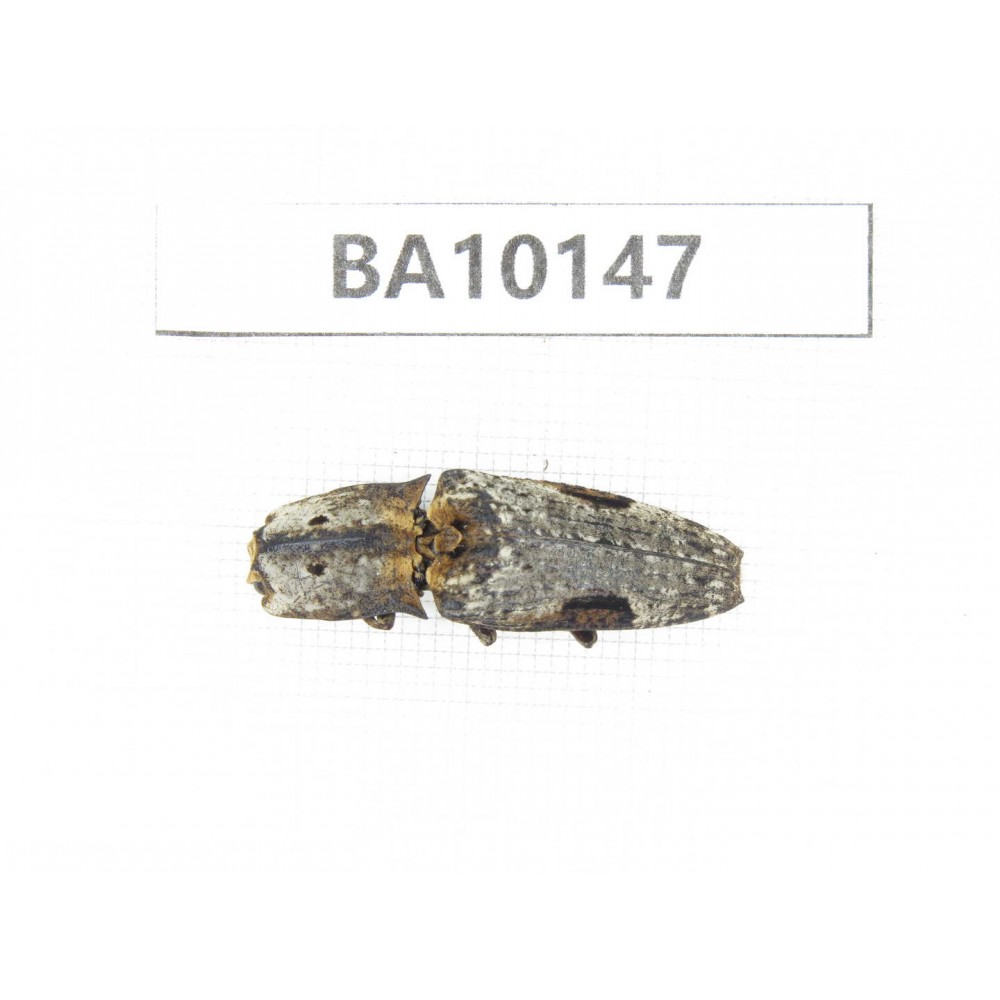 Elateridae sp. China, Guizhou, Tongren, Mt.Fanjingshan. 1Pcs. BA10147.