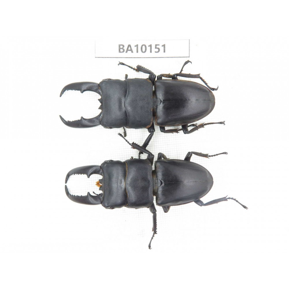 Dorcus sp. China, Guizhou, Tongren, Mt.Fanjingshan. 2M. BA10151.