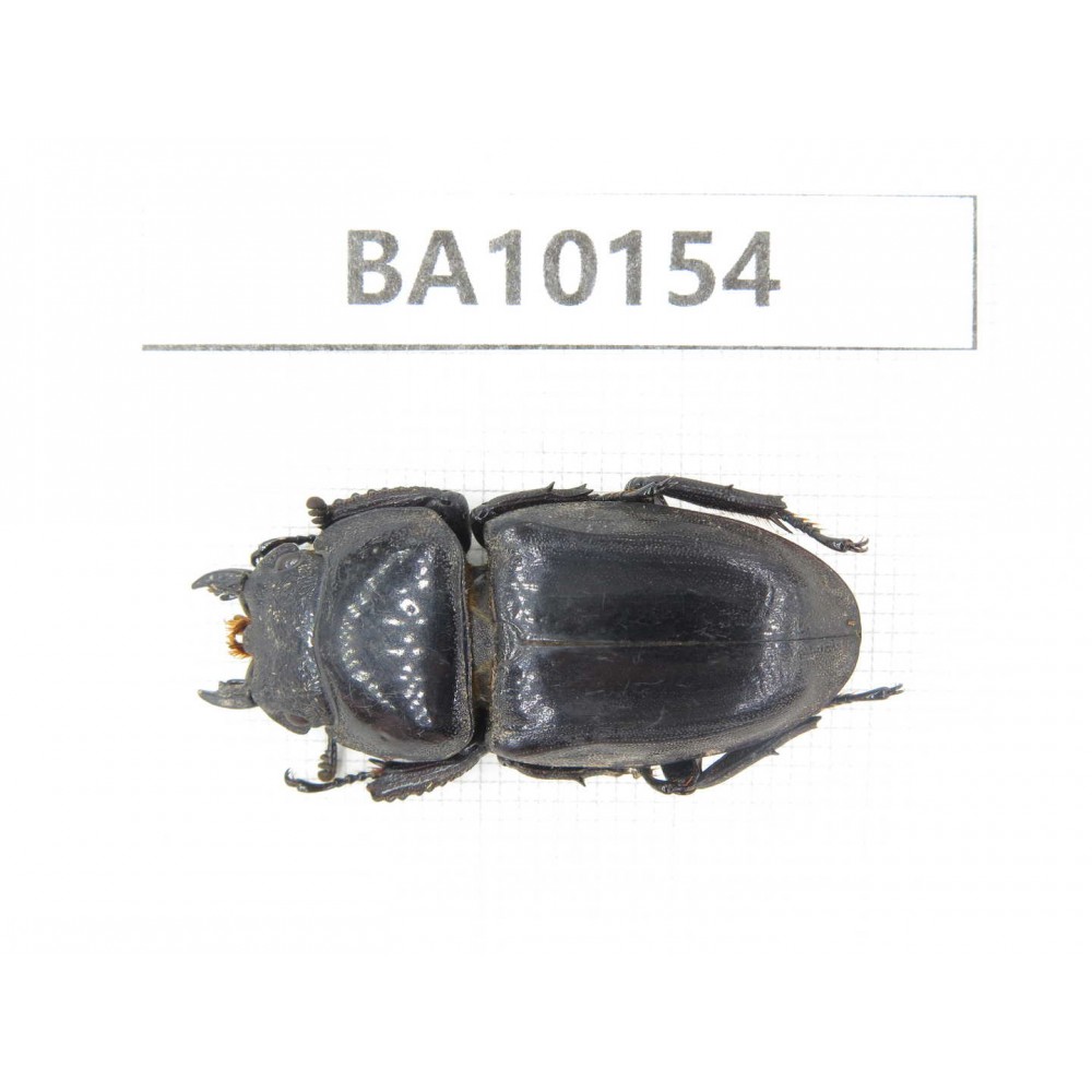 Dorcus sp. China, Guizhou, Tongren, Mt.Fanjingshan. 1F. BA10154.