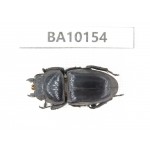Dorcus sp. China, Guizhou, Tongren, Mt.Fanjingshan. 1F. BA10154.