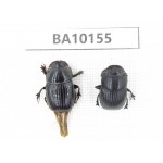 Geotrupidae sp. China, Guizhou, Tongren, Mt.Fanjingshan. 2Pcs. BA10155.