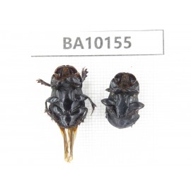 Geotrupidae sp. China, Guizhou, Tongren, Mt.Fanjingshan. 2Pcs. BA10155.
