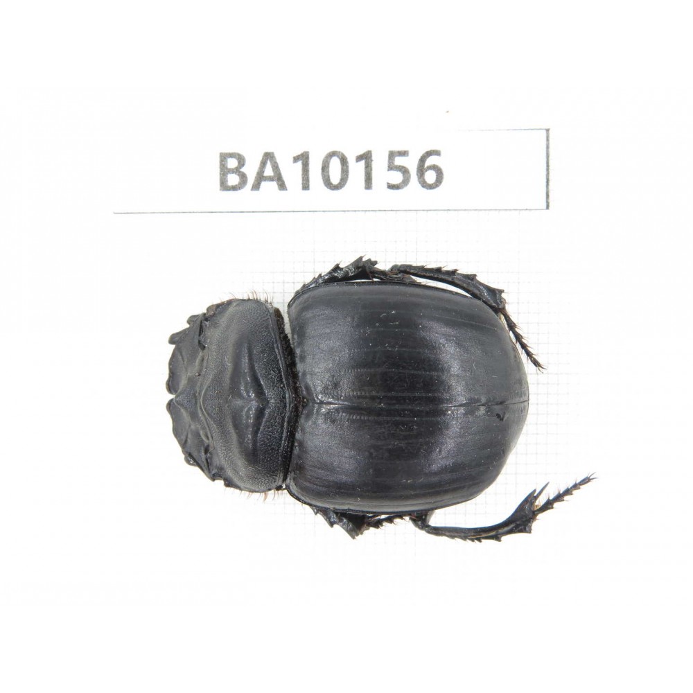 Geotrupidae sp. China, Guizhou, Tongren, Mt.Fanjingshan. 1Pcs. BA10156.