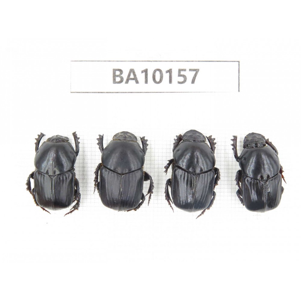 Geotrupidae sp. China, Guizhou, Tongren, Mt.Fanjingshan. 4Pcs. BA10157.