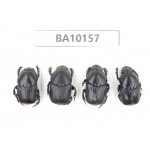 Geotrupidae sp. China, Guizhou, Tongren, Mt.Fanjingshan. 4Pcs. BA10157.
