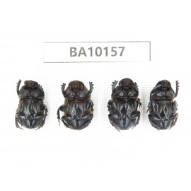 Geotrupidae sp. China, Guizhou, Tongren, Mt.Fanjingshan. 4Pcs. BA10157.