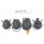 Geotrupidae sp. China, Guizhou, Tongren, Mt.Fanjingshan. 4Pcs. BA10158.