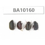 Melolonthidae sp. China, Yunnan, Zhaotong, Yiliang county. 4Pcs. BA10160.
