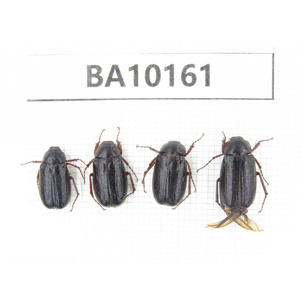 Melolonthidae sp. China, Yunnan, Zhaotong, Yiliang county. 4Pcs. BA10161.