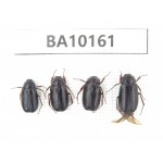 Melolonthidae sp. China, Yunnan, Zhaotong, Yiliang county. 4Pcs. BA10161.