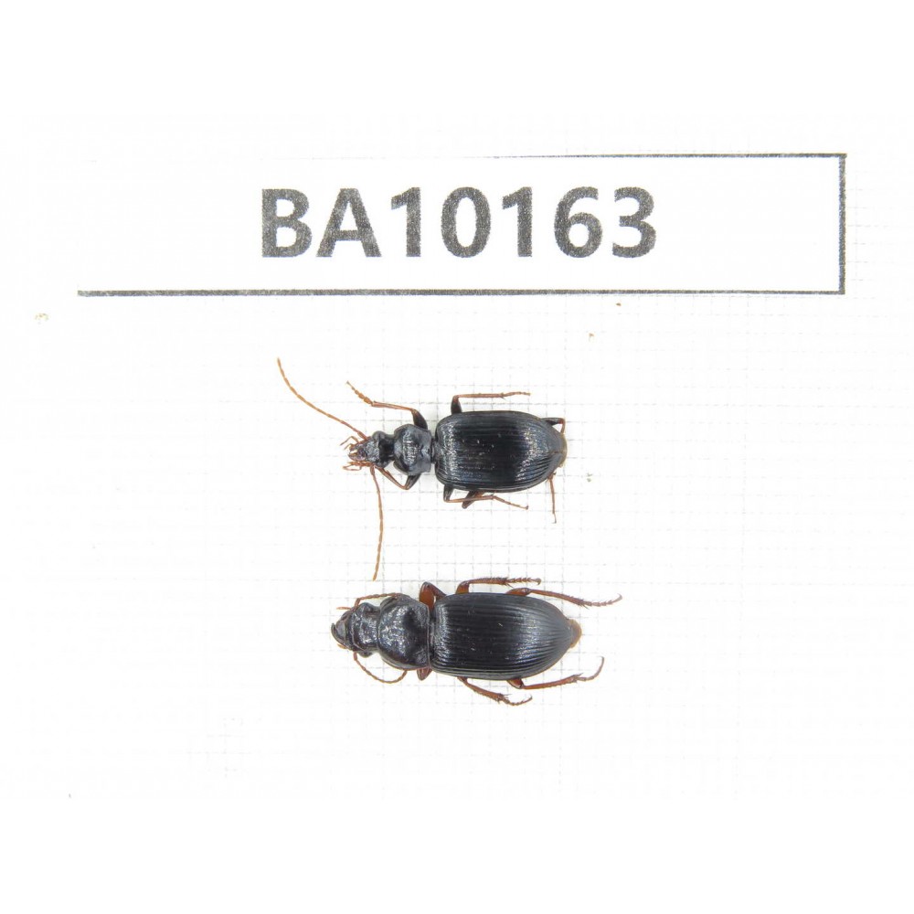 Carabidae sp. China,  Yunnan, Zhaotong, Yiliang county. 2Pcs. BA10163.