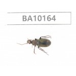 Carabidae sp. China,  Yunnan, Zhaotong, Yiliang county. 1Pcs. BA10164.