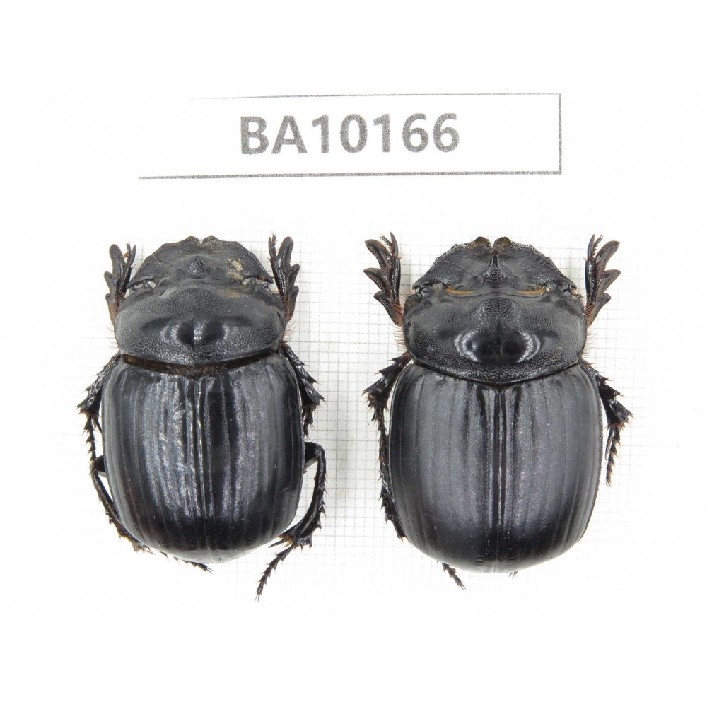 Geotrupidae sp. China, Yunnan, Zhaotong, Yiliang county. 2Pcs. BA10166.