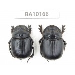 Geotrupidae sp. China, Yunnan, Zhaotong, Yiliang county. 2Pcs. BA10166.