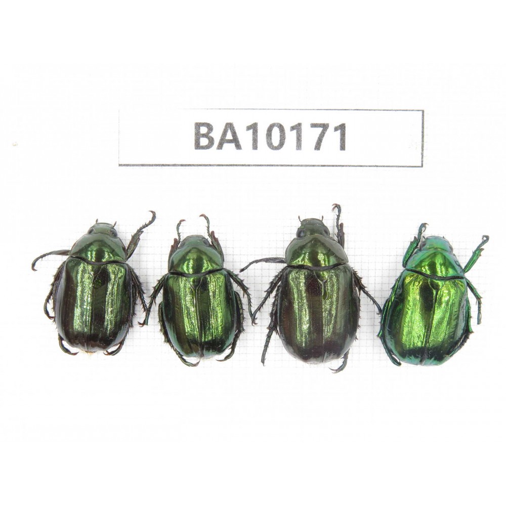 Rutelidae sp. China, Yunnan, Zhaotong, Yiliang county. 4Pcs. BA10171.