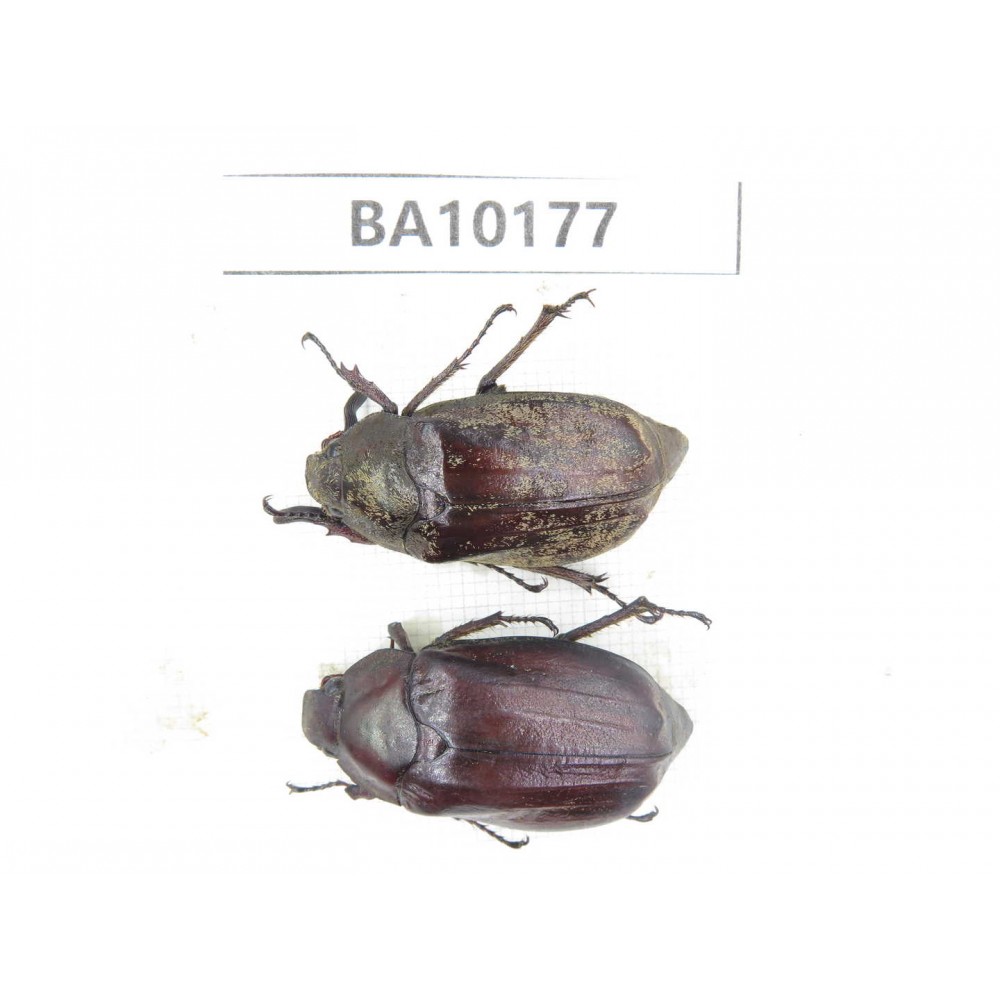 Melolonthidae sp. China, Yunnan, Zhaotong, Yiliang county. 1P. BA10177.