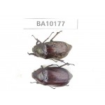 Melolonthidae sp. China, Yunnan, Zhaotong, Yiliang county. 1P. BA10177.