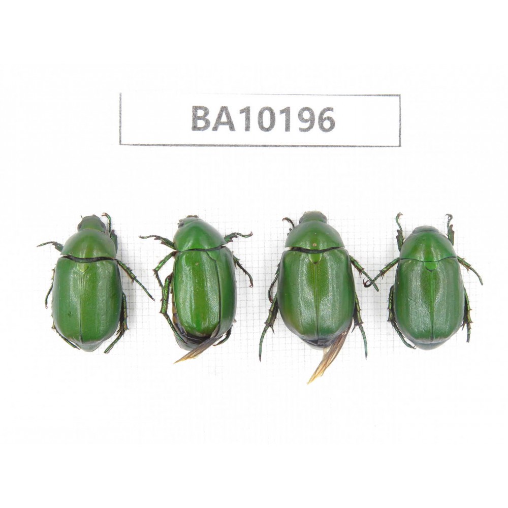 Rutelidae sp. China, Yunnan, Nujiang, N of Mt.Biluoxueshan. 4Pcs. BA10196.