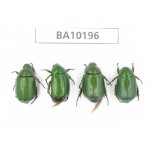 Rutelidae sp. China, Yunnan, Nujiang, N of Mt.Biluoxueshan. 4Pcs. BA10196.