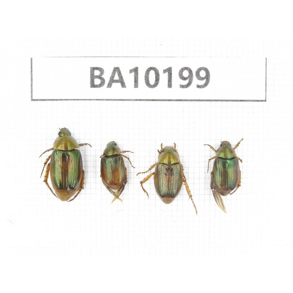 Rutelidae sp. China, Yunnan, Nujiang, N of Mt.Biluoxueshan. 4Pcs. BA10199.