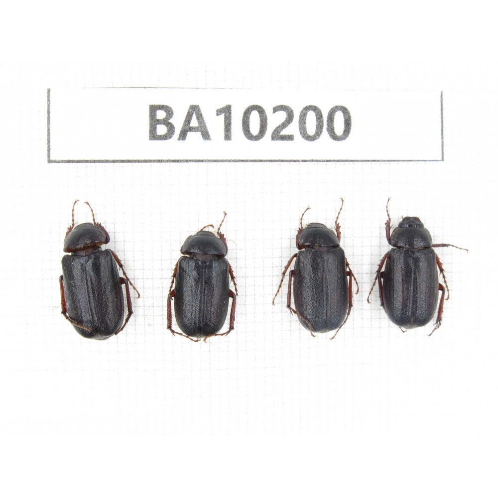 Melolonthidae sp. China, Yunnan, Nujiang, N of Mt.Biluoxueshan. 4Pcs. BA10200.