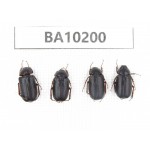 Melolonthidae sp. China, Yunnan, Nujiang, N of Mt.Biluoxueshan. 4Pcs. BA10200.