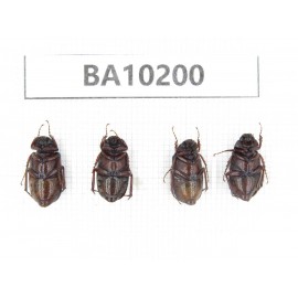Melolonthidae sp. China, Yunnan, Nujiang, N of Mt.Biluoxueshan. 4Pcs. BA10200.