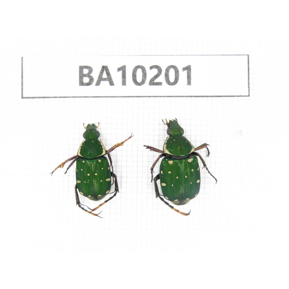Cetoniidae sp. China,  Yunnan, Nujiang, N of Mt.Biluoxueshan. 2Pcs. BA10201.