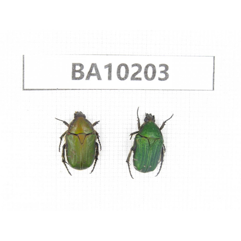 Cetoniidae sp. China,  Yunnan, Nujiang, N of Mt.Biluoxueshan. 2Pcs. BA10203.