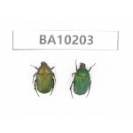 Cetoniidae sp. China,  Yunnan, Nujiang, N of Mt.Biluoxueshan. 2Pcs. BA10203.