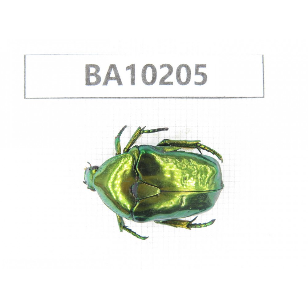 Cetoniidae sp. China,  Yunnan, Nujiang, N of Mt.Biluoxueshan. 1Pcs. BA10205.
