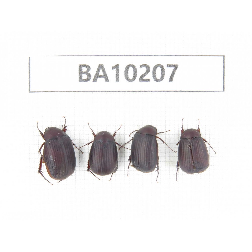 Melolonthidae sp. China, Yunnan, Nujiang, N of Mt.Biluoxueshan. 4Pcs. BA10207.