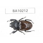 Neolucanus sp. China, Yunnan, Nujiang, N of Mt.Biluoxueshan.1F. BA10212.