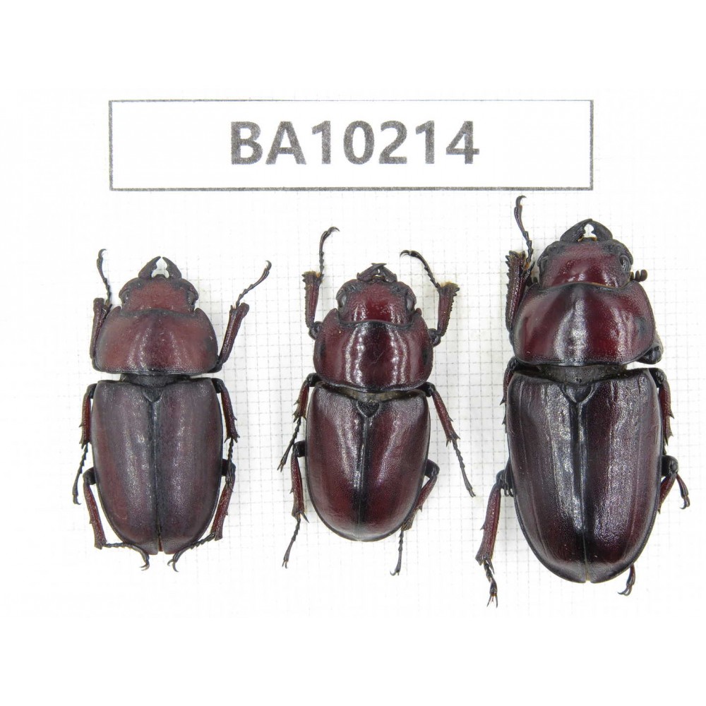 Prosopocoilus sp. China, Yunnan, Nujiang, N of Mt.Biluoxueshan.3F. BA10214.