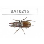Cyclommathus sp. China, Yunnan, Nujiang, N of Mt.Biluoxueshan.1M. BA10215.
