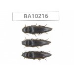 Elateridae sp. China, Yunnan, Nujiang, N of Mt.Biluoxueshan. 3Pcs. BA10216.