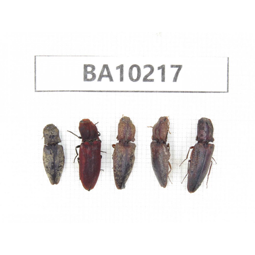 Elateridae sp. China, Yunnan, Nujiang, N of Mt.Biluoxueshan. 5Pcs. BA10217.