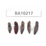 Elateridae sp. China, Yunnan, Nujiang, N of Mt.Biluoxueshan. 5Pcs. BA10217.