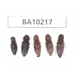 Elateridae sp. China, Yunnan, Nujiang, N of Mt.Biluoxueshan. 5Pcs. BA10217.