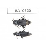 Silphidae sp. China,  Yunnan, Nujiang, N of Mt.Biluoxueshan.2Pcs. BA10220.