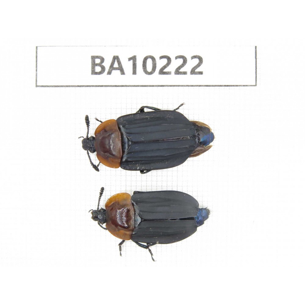 Silphidae sp. China,  Yunnan, Nujiang, N of Mt.Biluoxueshan.2Pcs. BA10222.