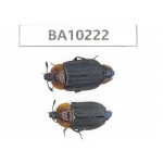 Silphidae sp. China,  Yunnan, Nujiang, N of Mt.Biluoxueshan.2Pcs. BA10222.