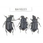 Silphidae sp. China, Yunnan, Nujiang, N of Mt.Biluoxueshan.3Pcs. BA10223.