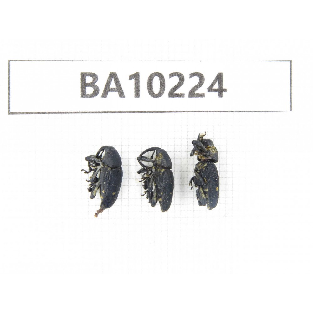 Curculionidae sp. China, Yunnan, Nujiang, N of Mt.Biluoxueshan. 3Pcs. BA10224.