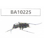 Cicindelidae sp. China, Yunnan, Nujiang, N of Mt.Biluoxueshan. 1Pcs. BA10225.