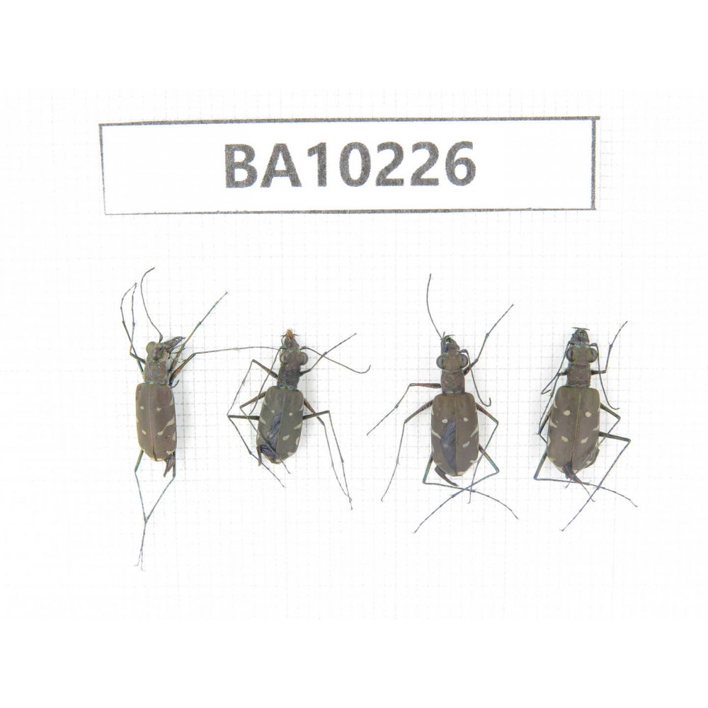 Cicindelidae sp. China, Yunnan, Nujiang, N of Mt.Biluoxueshan. 4Pcs. BA10226.