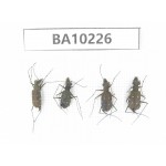 Cicindelidae sp. China, Yunnan, Nujiang, N of Mt.Biluoxueshan. 4Pcs. BA10226.