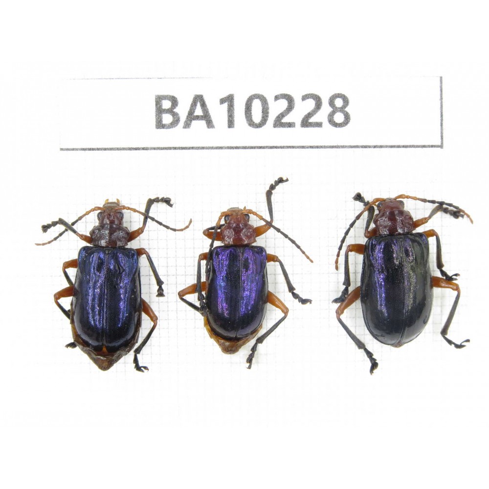 Chrysomelidae sp. China,  Yunnan, Nujiang, N of Mt.Biluoxueshan. 3Pcs. BA10228.